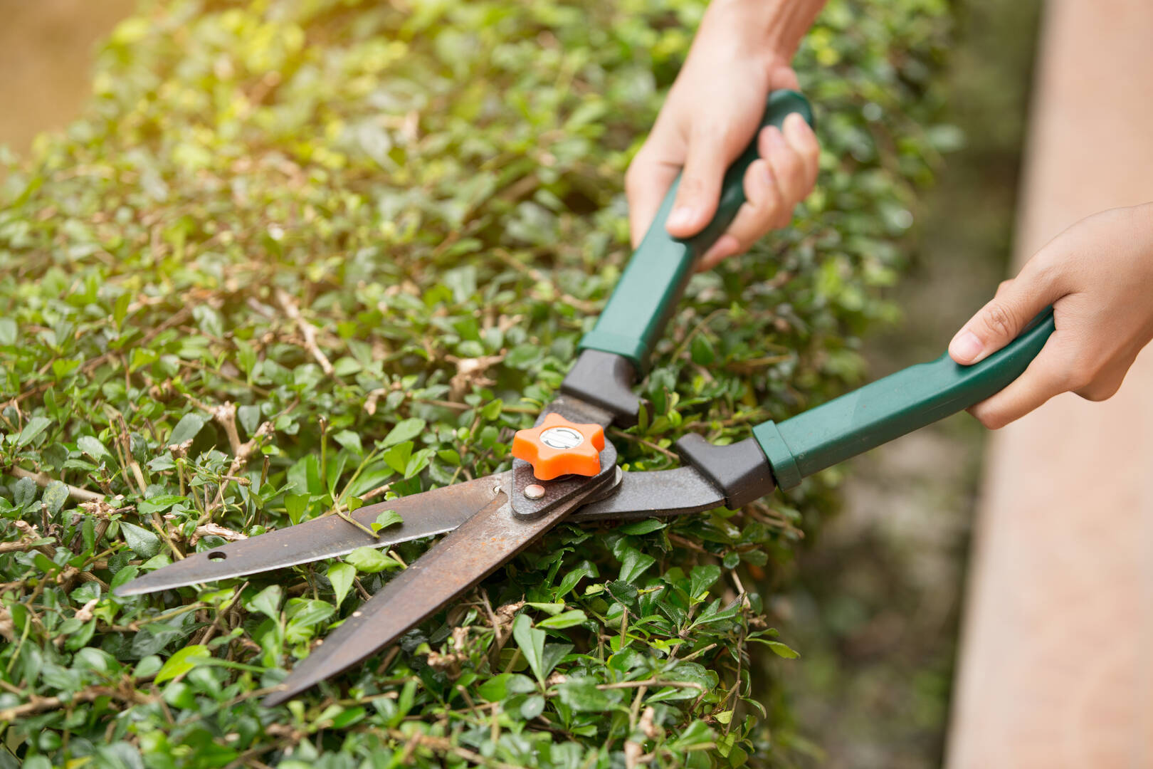 Tree Removal Service Morris Plains NJ